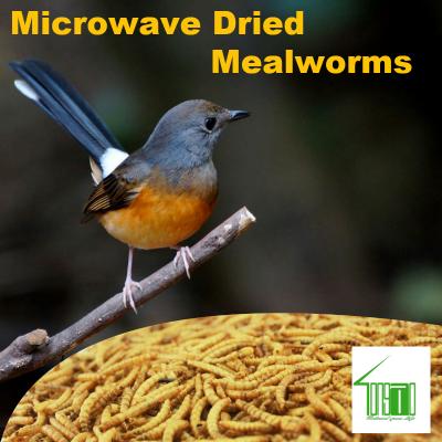 Microwave Dried Mealworms bird reptile fish food