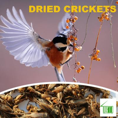 Dried Crickets