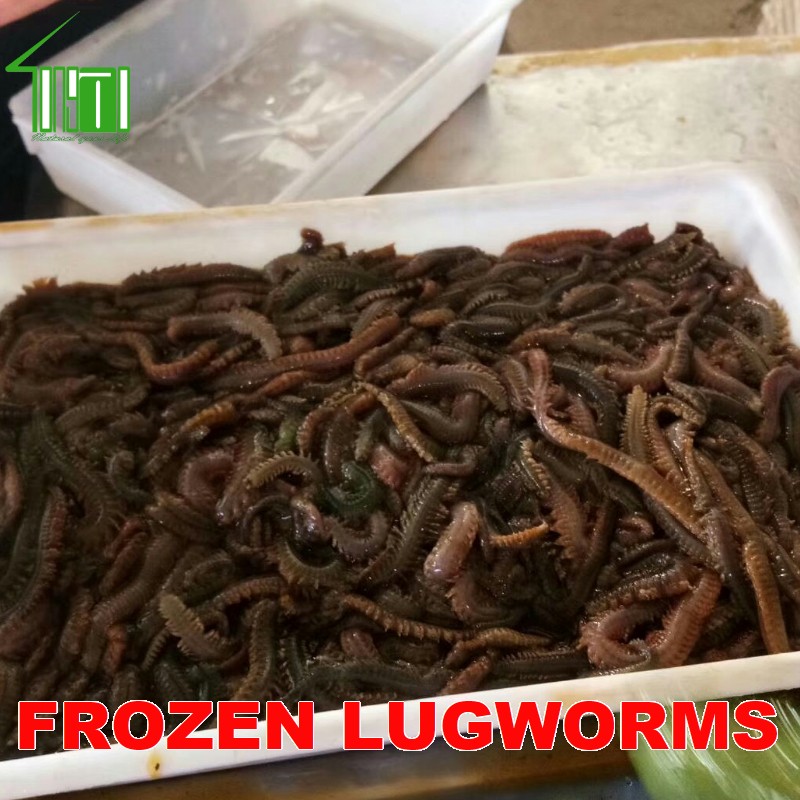 Frozen Lugworms Sandworms (Nereis Virens)  Shrimp Feed