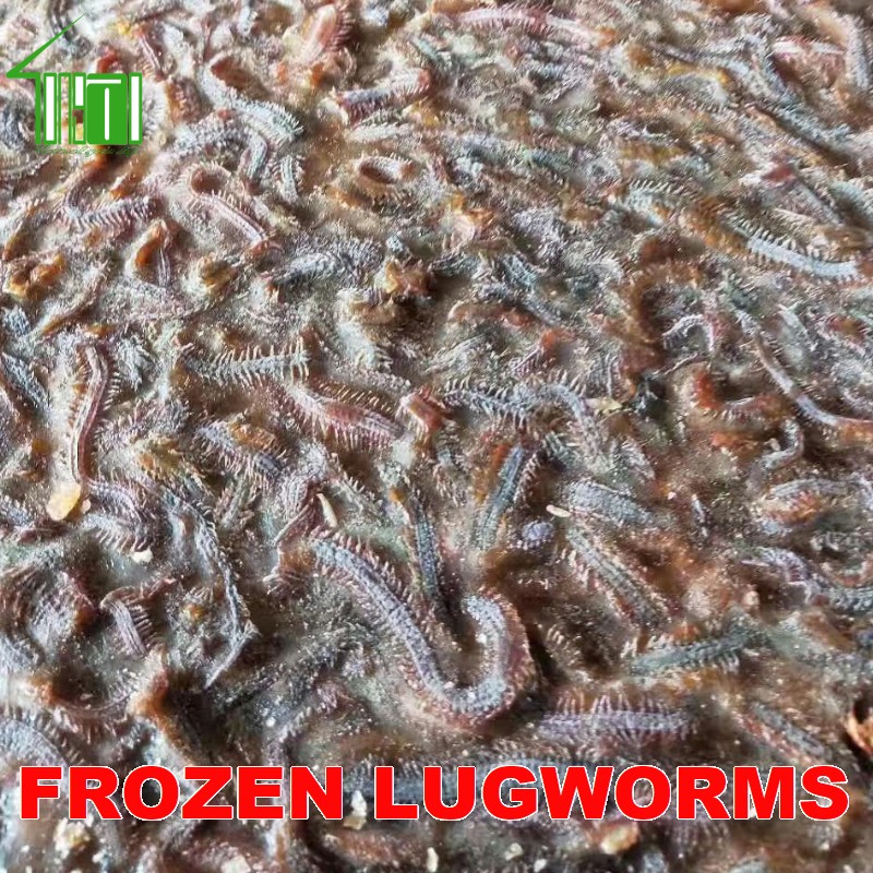 Frozen Lugworms Sandworms (Nereis Virens)  Shrimp Feed