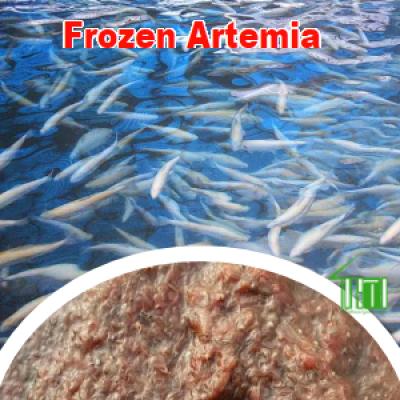Frozen Artemia