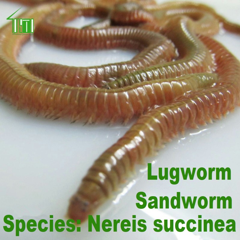 Freeze Dried Natural Baits Lugworms Sandworms Clamworms 
